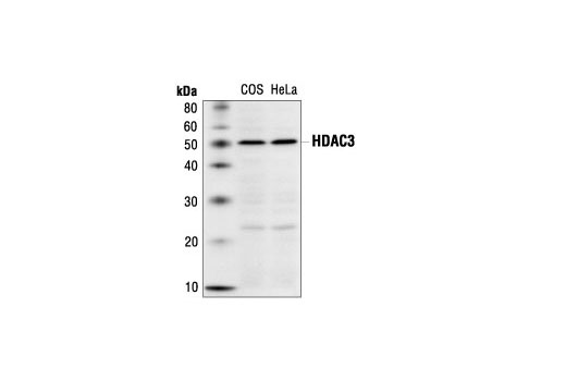 Western blot analysis of extracts from COS and HeLa cells using Histone Deacetylase 3 (HDAC3) Antibody.