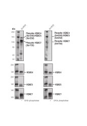 Western blot analysis of NIH/3T3 cells using Phospho-HDAC4 (Ser246)/HDAC5 (Ser259)/HDAC7 (Ser155) (D27B5)