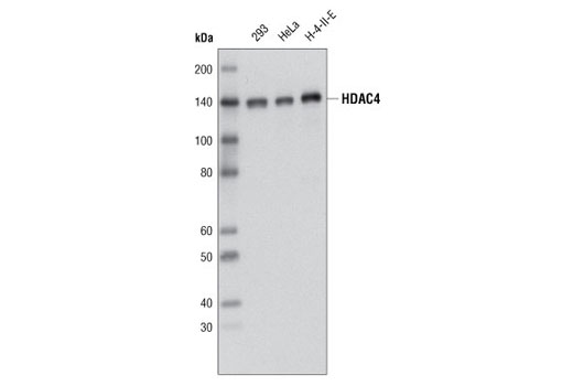 Western blot analysis of extracts from various cell lines using HDAC4 (D15C3) Rabbit mAb.