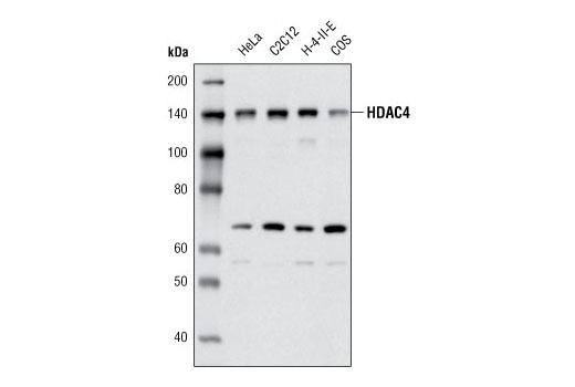 Western blot analysis of extracts from various cell lines using HDAC4 (4A3) Mouse mAb.