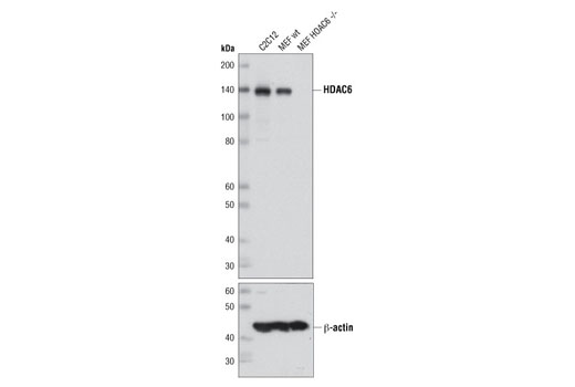 Western blot analysis of extracts from C2C12 cells, wild-type mouse embryonic fibroblasts (MEFs), and HDAC6 (-/-) MEFs using HDAC6 (D21B10) Rabbit mAb (upper) or β-Actin (13E5) Rabbit mAb #4970 (lower).