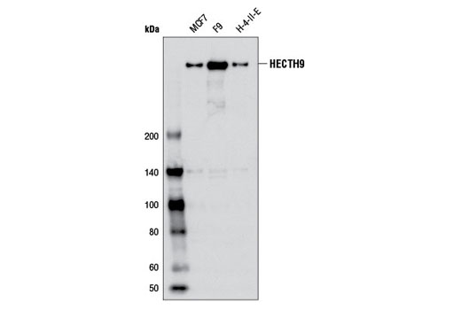 Western blot analysis of extracts from various cell lines using HECTH9 (AX8D1) Mouse mAb.