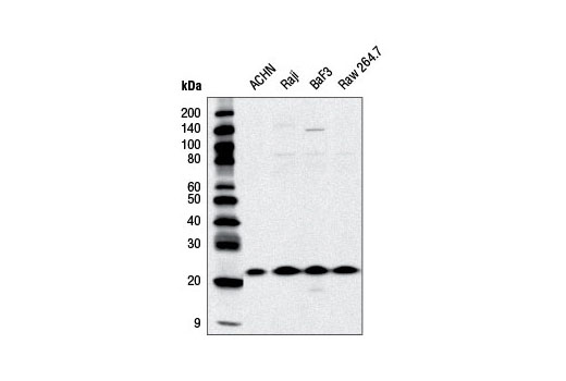 Western blot analysis of extracts from various cell lines using CBFβ Antibody.