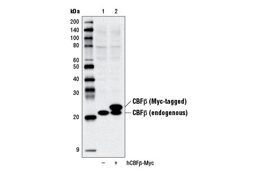 Western blot analysis of extracts from 293T cells, mock transfected (-) or transfected with a construct expressing Myc-tagged full-length human CBFβ (hCBFβ-Myc; +), using CBFβ Antibody.