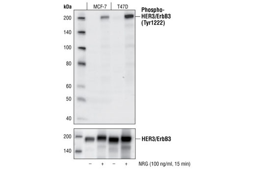 Western blot analysis of MCF-7 and T47D cell lysates untreated or stimulated with Neuregulin (100 ng/ml) for 15 min, using Phospho-HER3/ErbB3 (Tyr1222) (50C2) Rabbit mAb (upper) and HER3/ErbB3 (1B2) Rabbit mAb #4754 (lower).