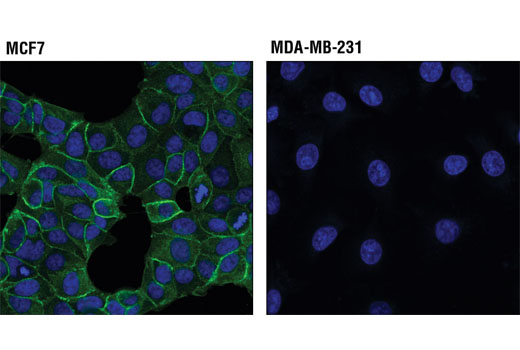 Confocal immunofluorescent analysis of MCF7 cells (HER3+, left) and MDA-MB-231 cells (HER-, right) using HER3/ErbB3 (D22C5) XP ® Rabbit mAb (green). Blue pseudocolor= DRAQ5 ® #4084 (fluorescent DNA dye).