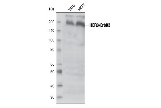 Western blot analysis of MCF7 and T47D cell lysates, using HER3/ErbB3 (1B2) Rabbit mAb.