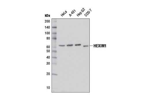 Western blot analysis of extracts from various cell lines using HEXIM1 (D5Y5K) Rabbit mAb