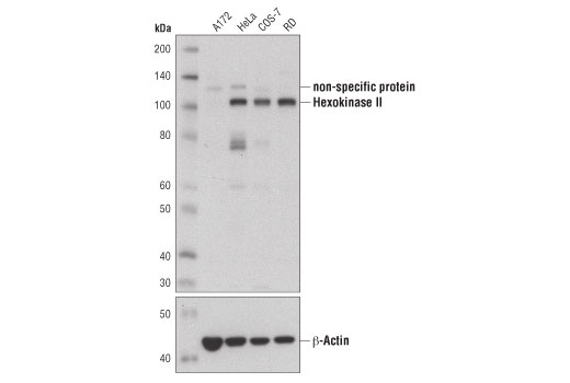 Western blot analysis of various cell extracts using Hexokinase II (C64G5) Rabbit mAb (upper) and β-Actin (13E5) Rabbit mAb #4970 (lower).
