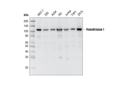 Western blot analysis of extracts from various cell types using Hexokinase I Antibody.