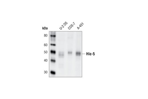 Western blot analysis of extracts from U-2-OS, COS-7 and A-431 cells using Hic-5 Antibody.