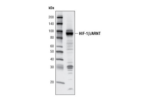 Western blot analysis of extracts from HepG2 cells using HIF-1β/ARNT (C15A11) Rabbit mAb.