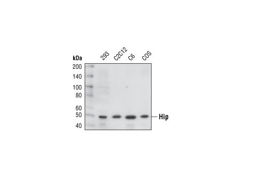 Western blot analysis of extracts from various cell types using Hip Antibody.