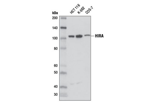 Western blot analysis of extracts from HCT 116, K-562, and COS-7 cells using HIRA (D2A5E) Rabbit mAb.