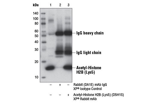 Immunoprecipitation of acetylated histone H2B from HeLa cell extracts treated with Trichostatin A (TSA) #9950 (1 μM, 18hr) using Rabbit (DA1E) mAb IgG XP ® Isotype Control #3900 (lane 2) or Acetyl-Histone H2B (D5H1S) XP ® Rabbit mAb (lane 3). Lane 1 is 10% input. Western blot analysis was performed using Acetyl-Histone H2B (D5H1S) XP ® Rabbit mAb.
