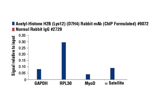Chromatin immunoprecipitations were performed with cross-linked chromatin from 4 x 10 6 HeLa cells and either 10 µl of Acetyl-Histone H2B (Lys12) (D7H4) Rabbit mAb (ChIP Formulated) or 2 µl of Normal Rabbit IgG #2729 using SimpleChIP ® Enzymatic Chromatin IP Kit (Magnetic Beads) #9003. The enriched DNA was quantified by real-time PCR using SimpleChIP ® Human GAPDH Exon 1 Primers #5516, SimpleChIP ® Human RPL30 Exon 3 Primers #7014, SimpleChIP ® Human MyoD1 Exon 1 Primers #4490, and SimpleChIP ® Human α Satellite Repeat Primers #4486. The amount of immunoprecipitated DNA in each sample is represented as signal relative to the total amount of input chromatin, which is equivalent to one.