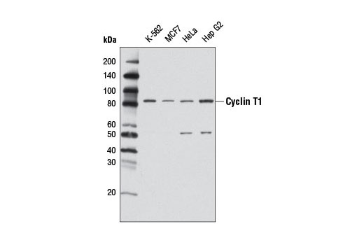 Western blot analysis of extracts from various cell lines using Cyclin T1 Antibody.