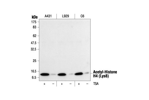 Western blot analysis of extracts from various cell lines, untreated or TSA-treated (400 nM TSA for 12 hours), using Acetyl-Histone H4 (Lys8) Antibody.