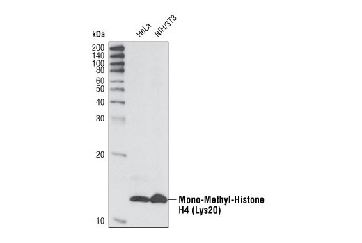 Western blot analysis of extracts from HeLa and NIH/3T3 cells using Mono-Methyl-Histone H4 (Lys20) Antibody.
