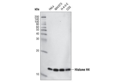 Western blot analysis of various cell lines using Histone H4 (L64C1) Mouse mAb.