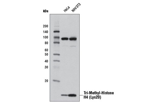 Western blot analysis of extracts from HeLa and NIH/3T3 cells using Tri-Methyl-Histone H4 (Lys20) (D84D2) Rabbit mAb.