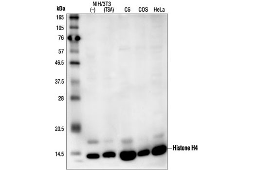Western blot analysis of extracts from various cell types using Histone H4 Antibody.
