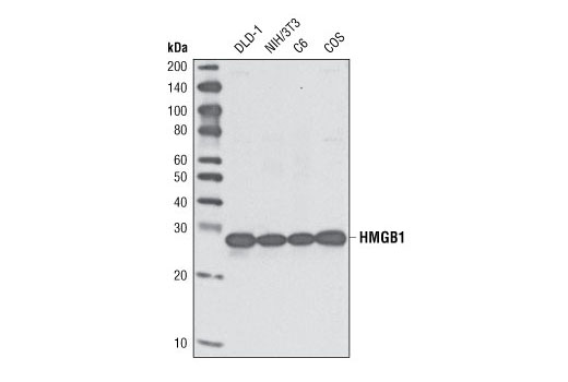 Western blot analysis of extracts from various cell lines using HMGB1 Antibody.