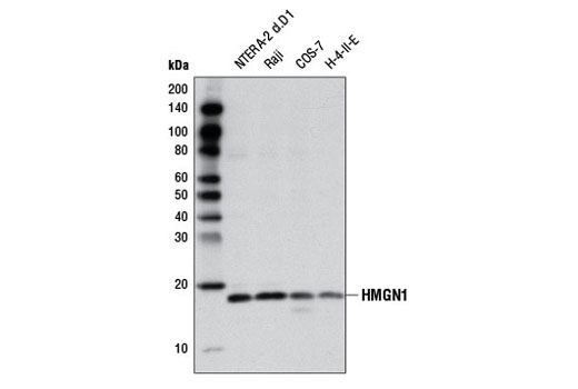 Western blot analysis of extracts from various cell lines using HMGN1 Antibody.