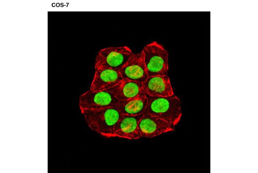 Confocal immunofluorescent analysis of COS-7 cells using HMGN1 Antibody (green). Actin filaments were labeled with DY-554 phallodin (red).