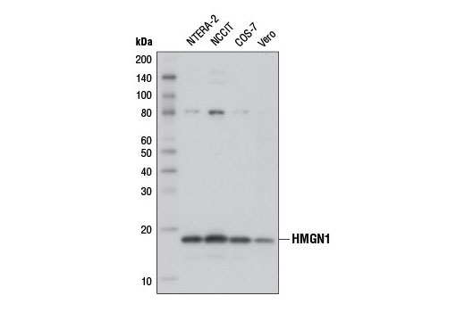 Western blot analysis of extracts from various cell lines using HMGN1 (D1I5O) Rabbit mAb.