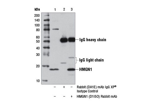 Immunoprecipitation of HMGN1 from HeLa cell extracts, using Rabbit (DA1E) mAb IgG XP ® Isotype Control #3900 (lane 2) or HMGN1 (D1I5O) Rabbit mAb (lane 3). Lane 1 is 10% input. Western blot analysis was performed using HMGN1 (D1I5O) Rabbit mAb.