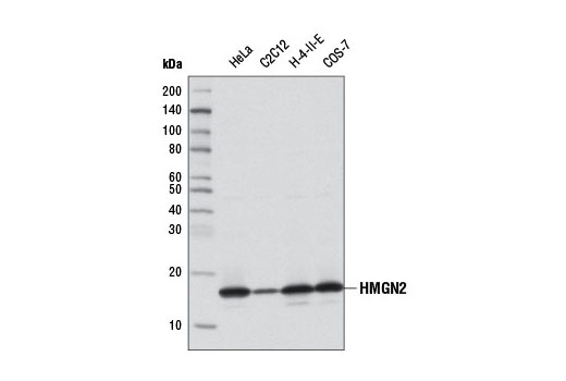 Western blot analysis of extracts from various cell lines using HMGN2 (D9B9) XP ® Rabbit mAb.