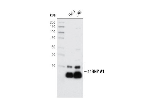 Western blot analysis of extracts from HeLa and 293T cells using hnRNP A1 (K350) Antibody.