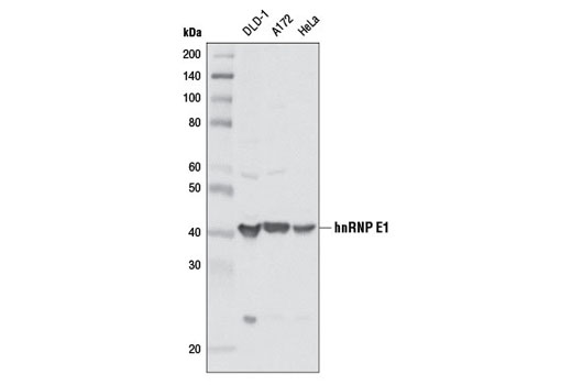 Western blot analysis of extracts from various cell lines using hnRNP E1 Antibody.