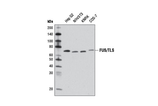 Western blot analysis of extracts from various cell lines using FUS/TLS Antibody.