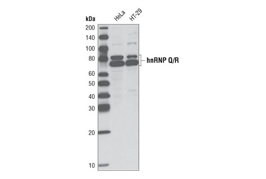 Western blot analysis of extracts from HeLa and HT-29 cells using hnRNP Q/R Antibody.
