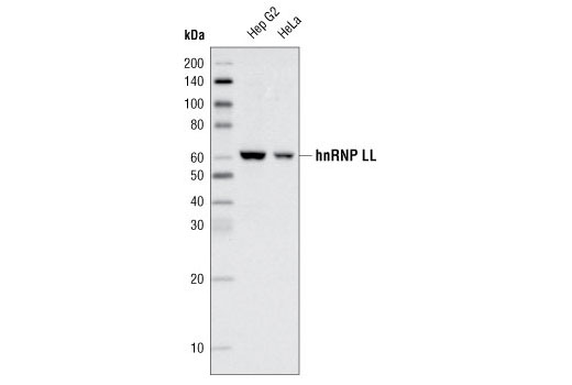 Western blot analysis of extracts from Hep G2 and HeLa cells using hnRNP LL Antibody.