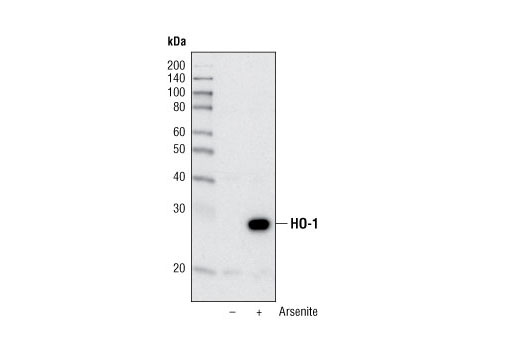 Western blot analysis of extracts from HeLa cells, untreated or arsenite-treated, using HO-1 (P249) Antibody.