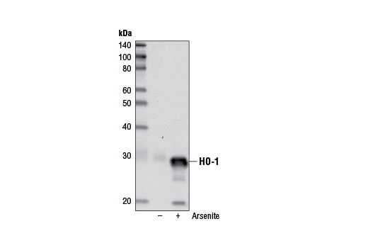 Western blot analysis of extracts from HeLa cells, untreated or Arsenic-treated, using HO-1 (D60G11) Rabbit mAb.