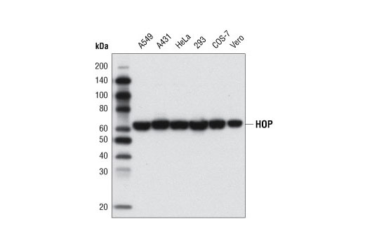 Western blot analysis of whole cell extracts from various cell lines using HOP (D10E2) XP ® Rabbit mAb.