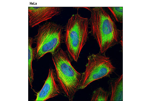 Confocal immunofluorescent analysis of HeLa cells using HOP (D10E2) XP ® Rabbit mAb (green). Actin filaments were labeled with DY-554 phalloidin (red). Blue pseudocolor = DRAQ5 ® #4084 (fluorescent DNA dye).