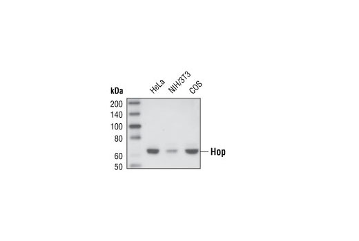 Western blot analysis of extracts from HeLa, NIH/3T3 and COS cells using Hop Antibody.