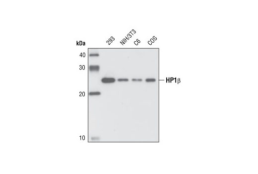 Western blot analysis of extracts from 293, NIH/3T3, C6 and COS cells, using HP1beta Antibody.