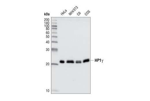 Western blot analysis of lysates from HeLa, NIH/3T3, C6 and COS cells, using HP1gamma antibody.