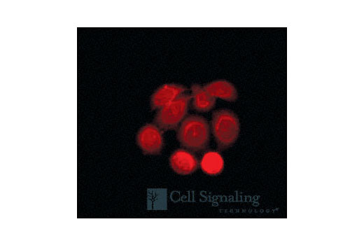Immunofluorescent analysis of ME-180 cells, using HR6A/HR6B Antibody.