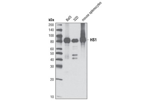 Western blot analysis of cell extracts from Baf3, 32D, and mouse spleen using HS1 (D5A9) XP ® Rabbit mAb (Rodent Specific).