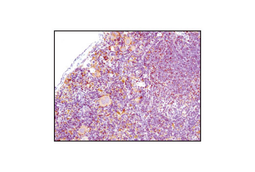 Immunohistochemical analysis of paraffin-embedded mouse spleen using HS1 (D5A9) XP ® Rabbit mAb (Rodent Specific).