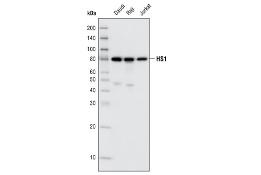 Western blot analysis of cell extracts from various cell types using HS1 Antibody (Human Specific).