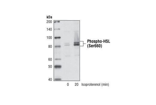 Western blot analysis of extracts from differentiated NIH/3T3-L1 cells treated with isoproterenol, using Phospho-HSL (Ser660) Antibody.