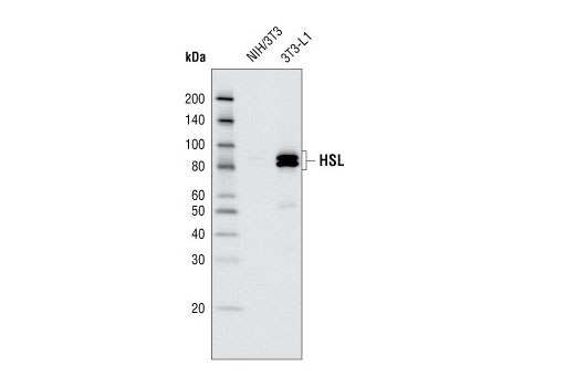 Western blot analysis of extracts from NIH/3T3 and 3T3-L1 cells using HSL Antibody.
